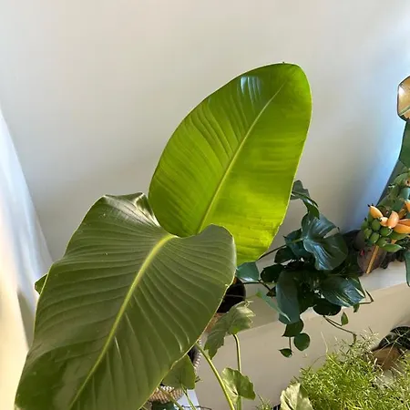 Monkey Tree Schiedam