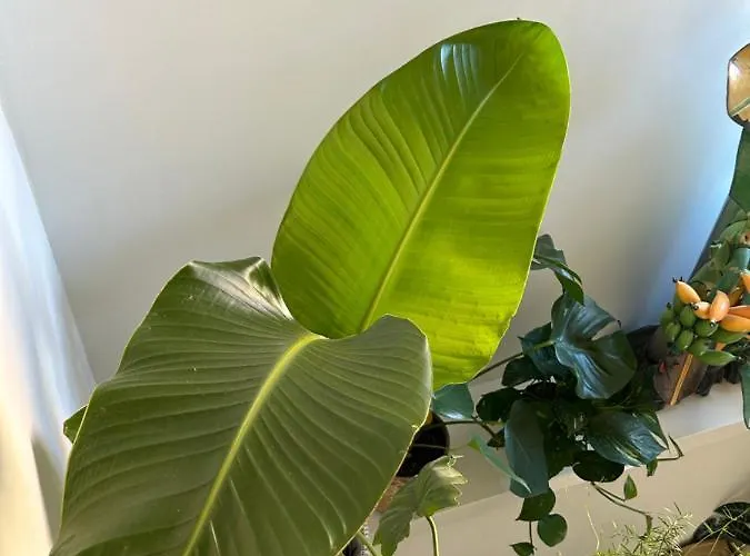 Monkey Tree Schiedam